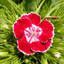 Гвоздика Турецкая - Dianthus barbatus