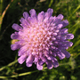 Короставник полевой — Knautia arvensis (L.) Coult.