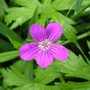 Герань лесная — Geranium sylvaticum L.