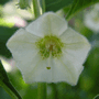 Физалис (Physalis alkekengi), Фонарик