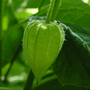 Физалис (Physalis alkekengi), Фонарик